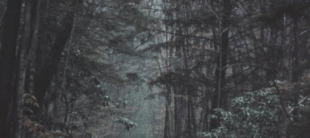 This image embodies the immersive value of nature.